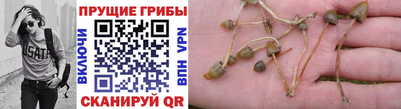 Галлюциногенные грибы прущие грибы  Купить где  Семёнов 
